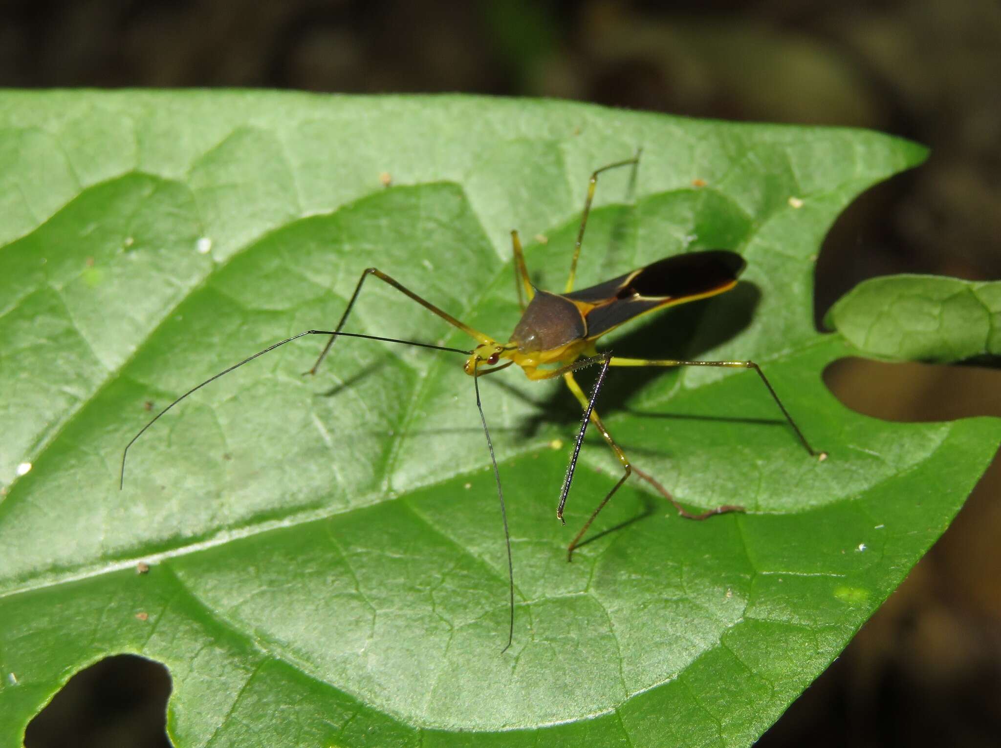 Image of Zelus cordazulus Zhang & Hart ex Zhang et al. 2016