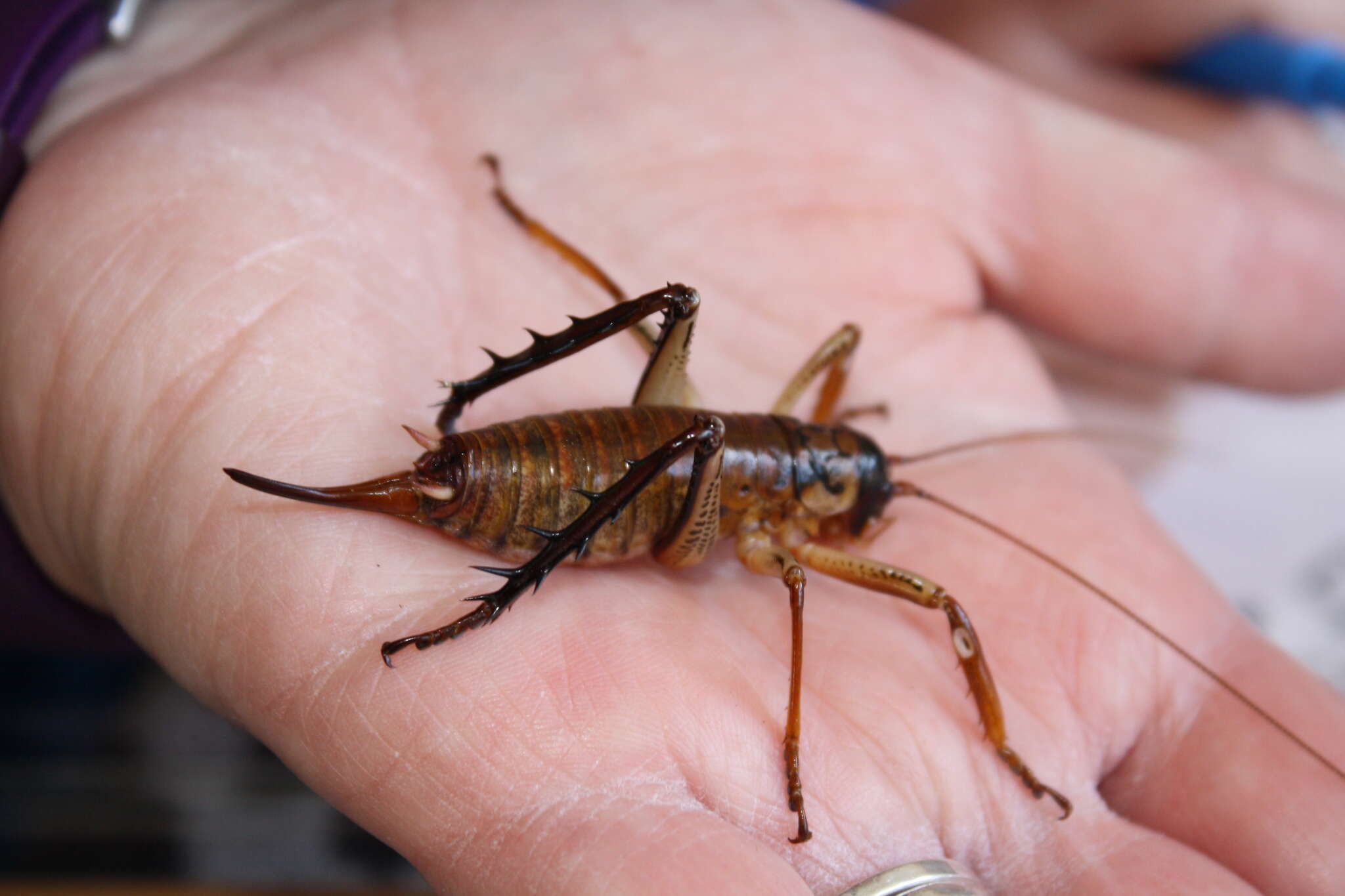 Image of Auckland tree weta