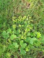 Слика од Alchemilla xanthochlora Rothm.