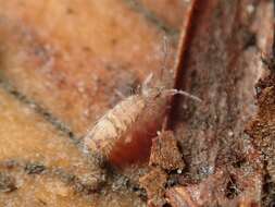 Image of Springtail