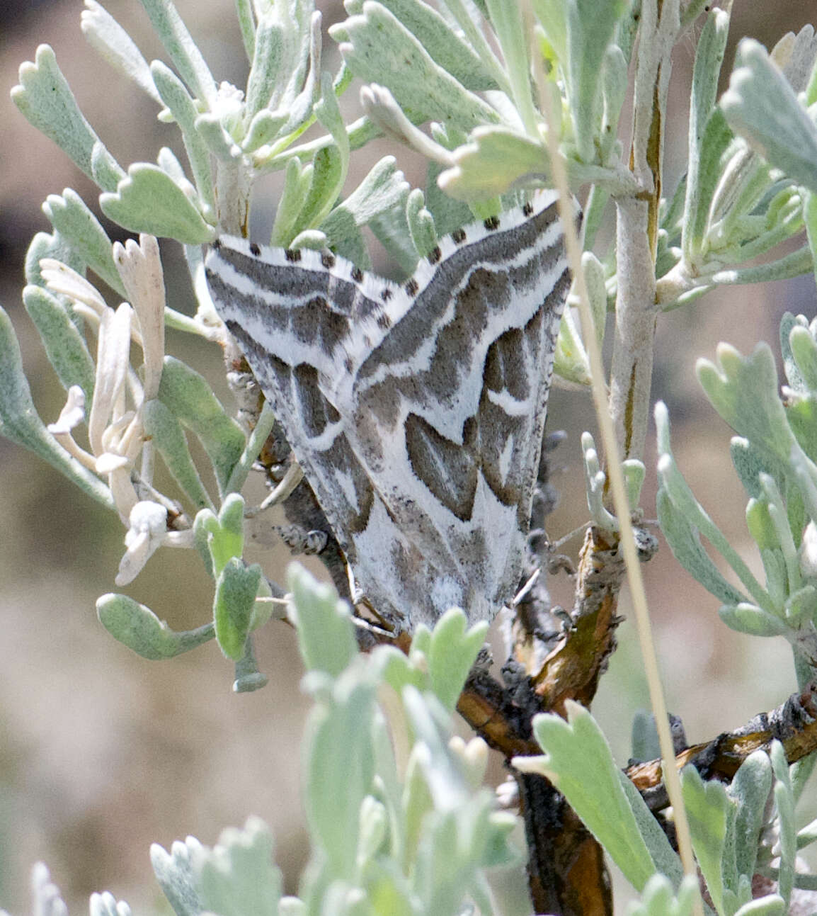 Image of Sagebrush Girdle