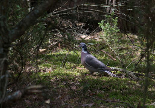 Image of Common Wood Pigeon