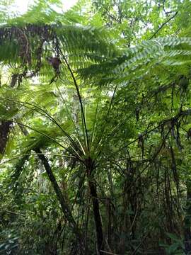 Image of Cyathea costaricensis (Mett. ex Kuhn) Domin