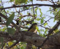 Plancia ëd Todirostrum cinereum (Linnaeus 1766)