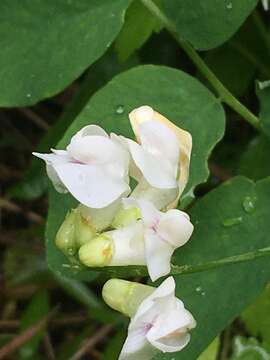 Sivun Lathyrus nevadensis subsp. lanceolatus (Howell) C. L. Hitchc. kuva