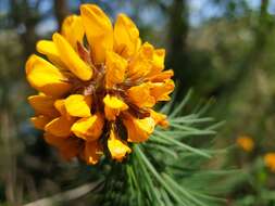 Image of Pultenaea stipularis Sm.