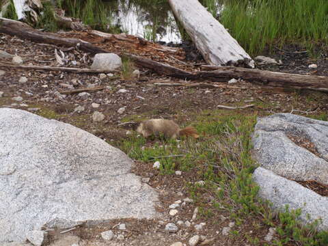 Image of Marmota subgen. Petromarmota Steppan et al. 1999