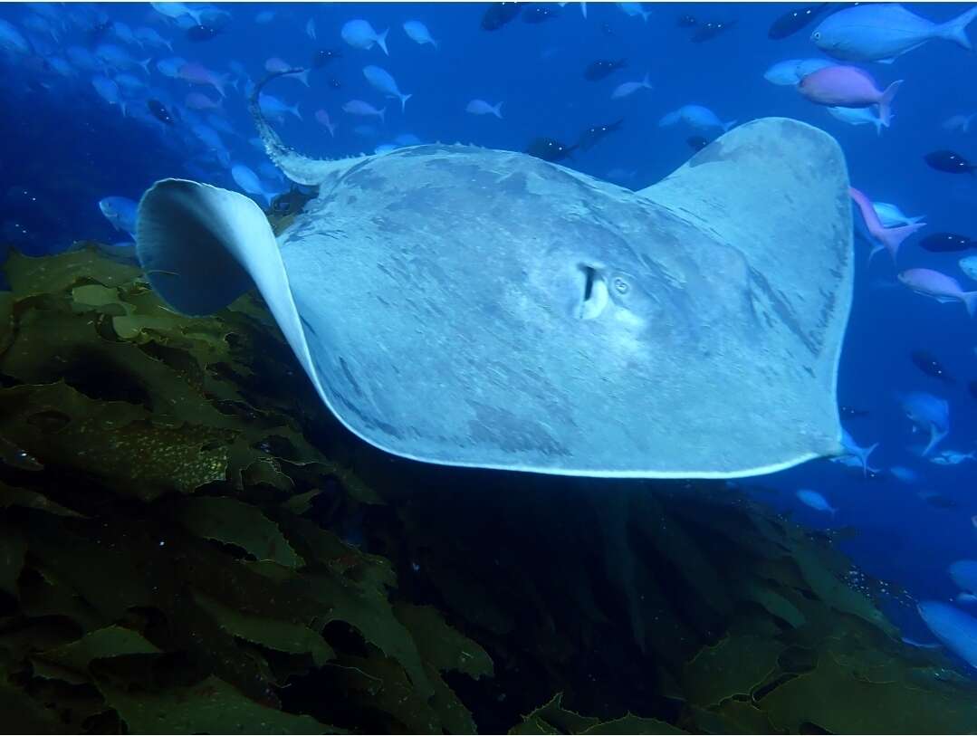 Image of Brown Stingray