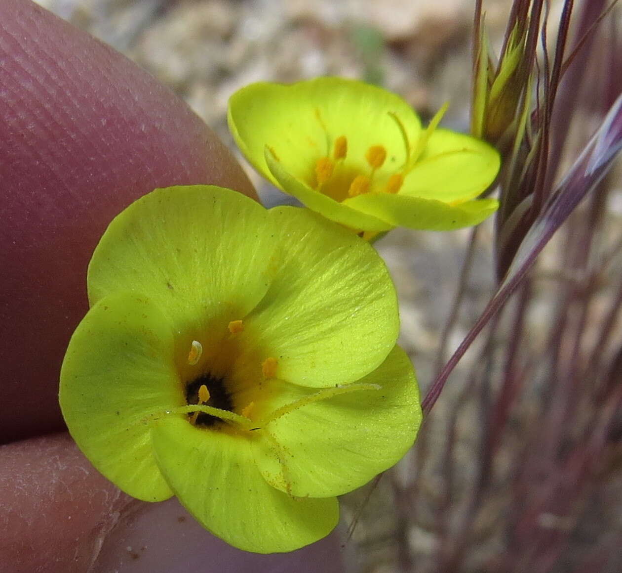 Image of golden linanthus