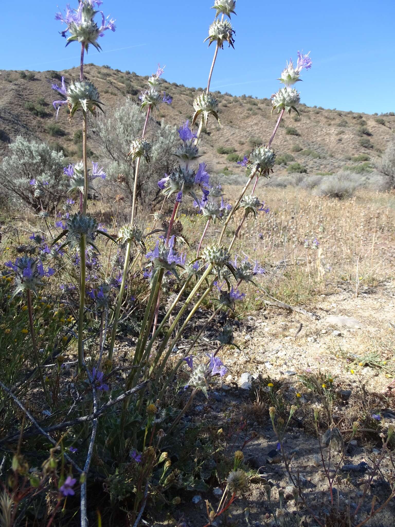 Imagem de Salvia carduacea Benth.