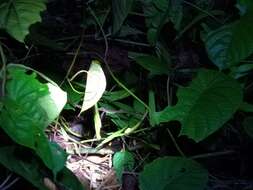 Image of Gold-ringed Cat snake