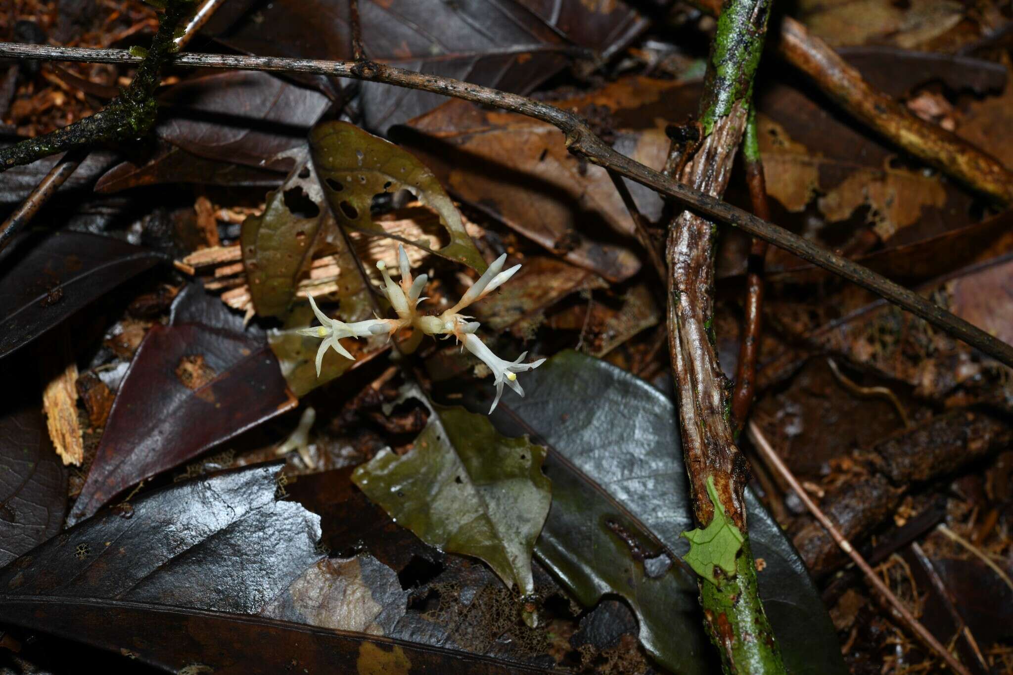 Image of Voyria corymbosa Splitg.