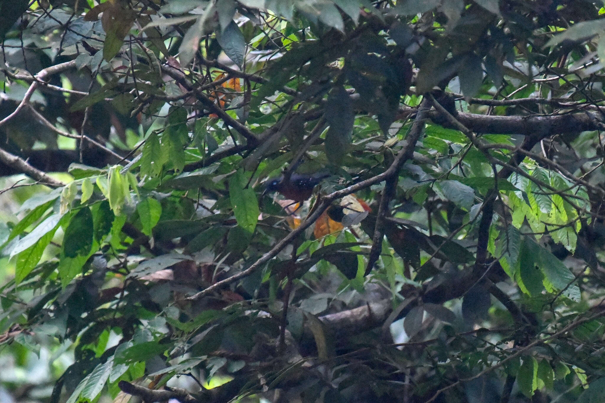 Image of Plumbeous Antbird