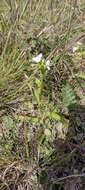 Image of succulent spiderwort