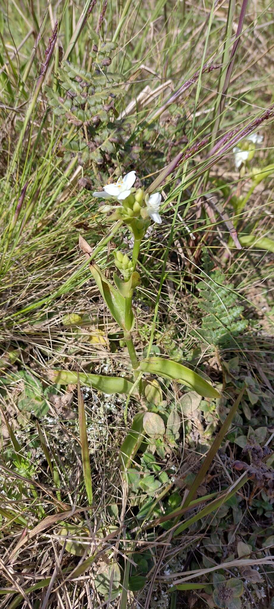 Image of succulent spiderwort