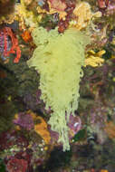 Image of yellow Clathrina