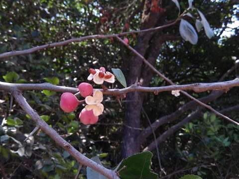 Image of Gymnosporia wightiana (Babu) R. S. Rao