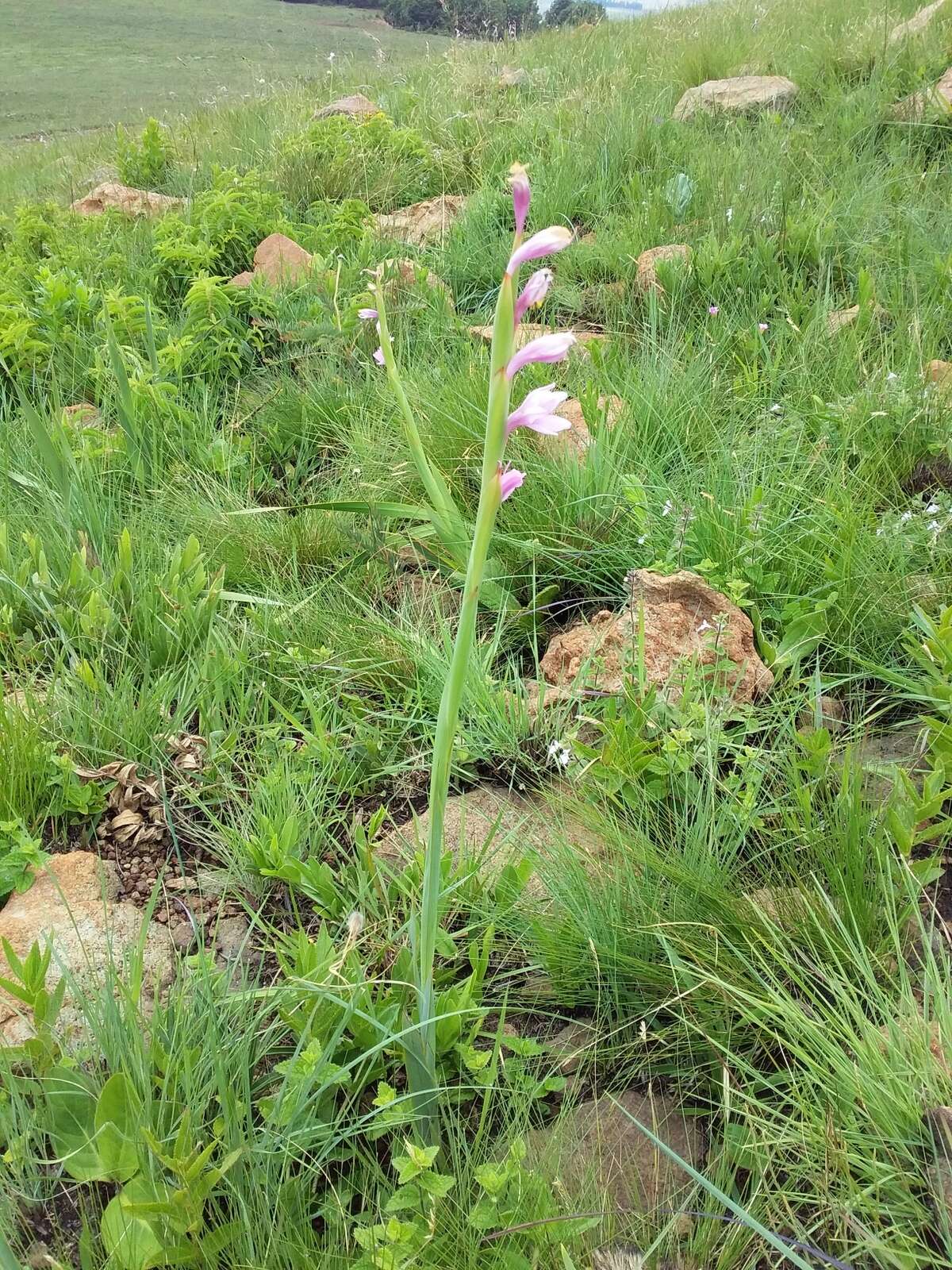 Imagem de Watsonia occulta L. Bolus