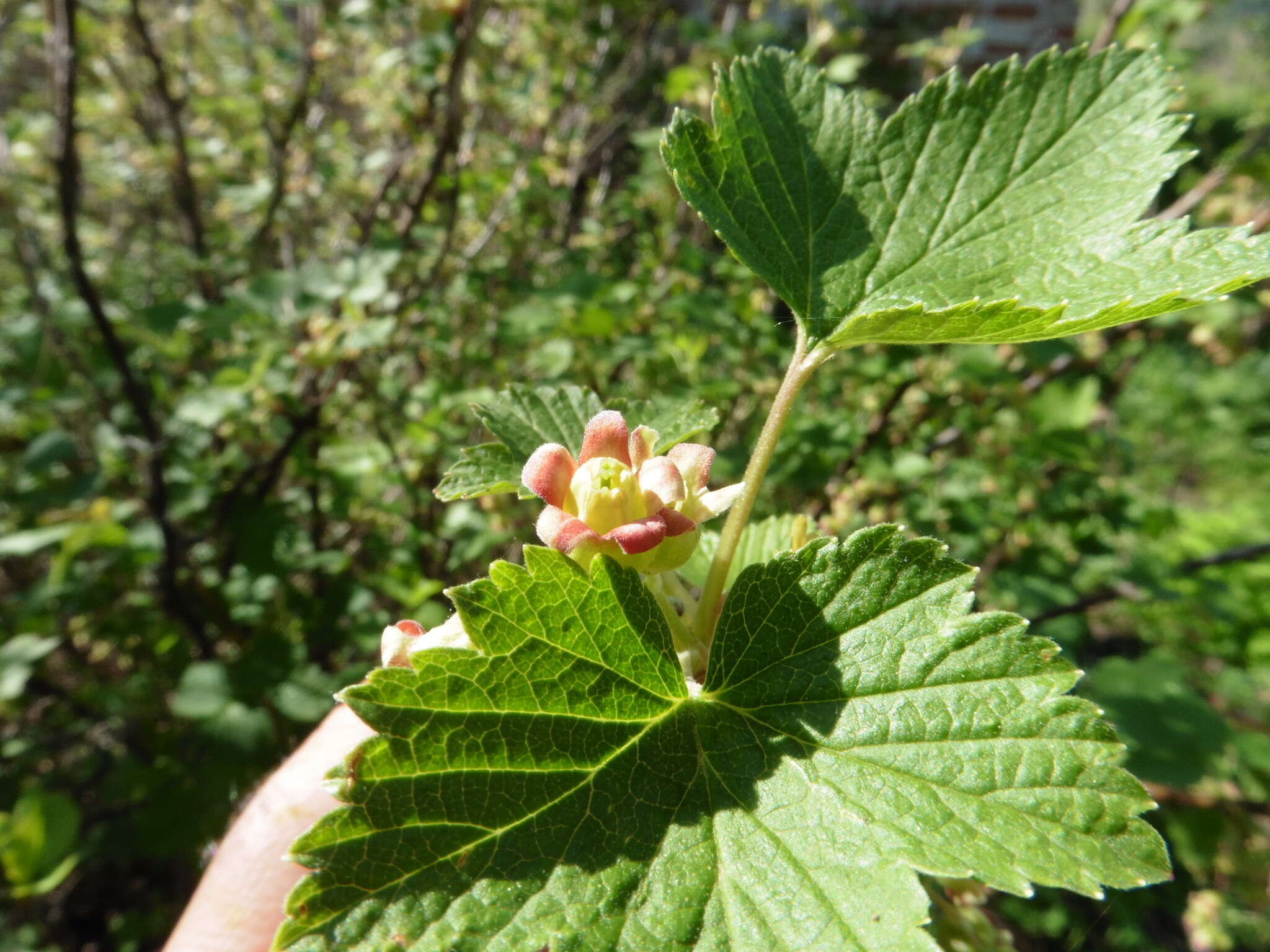 Image of Black Currant