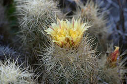 Image of Acharagma roseanum subsp. galeanense (Haugg) D. R. Hunt