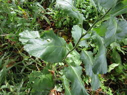 Image of Aztec tobacco