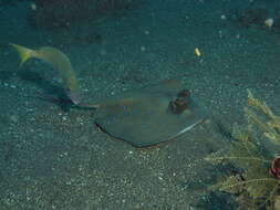 Image of Bluespotted maskray