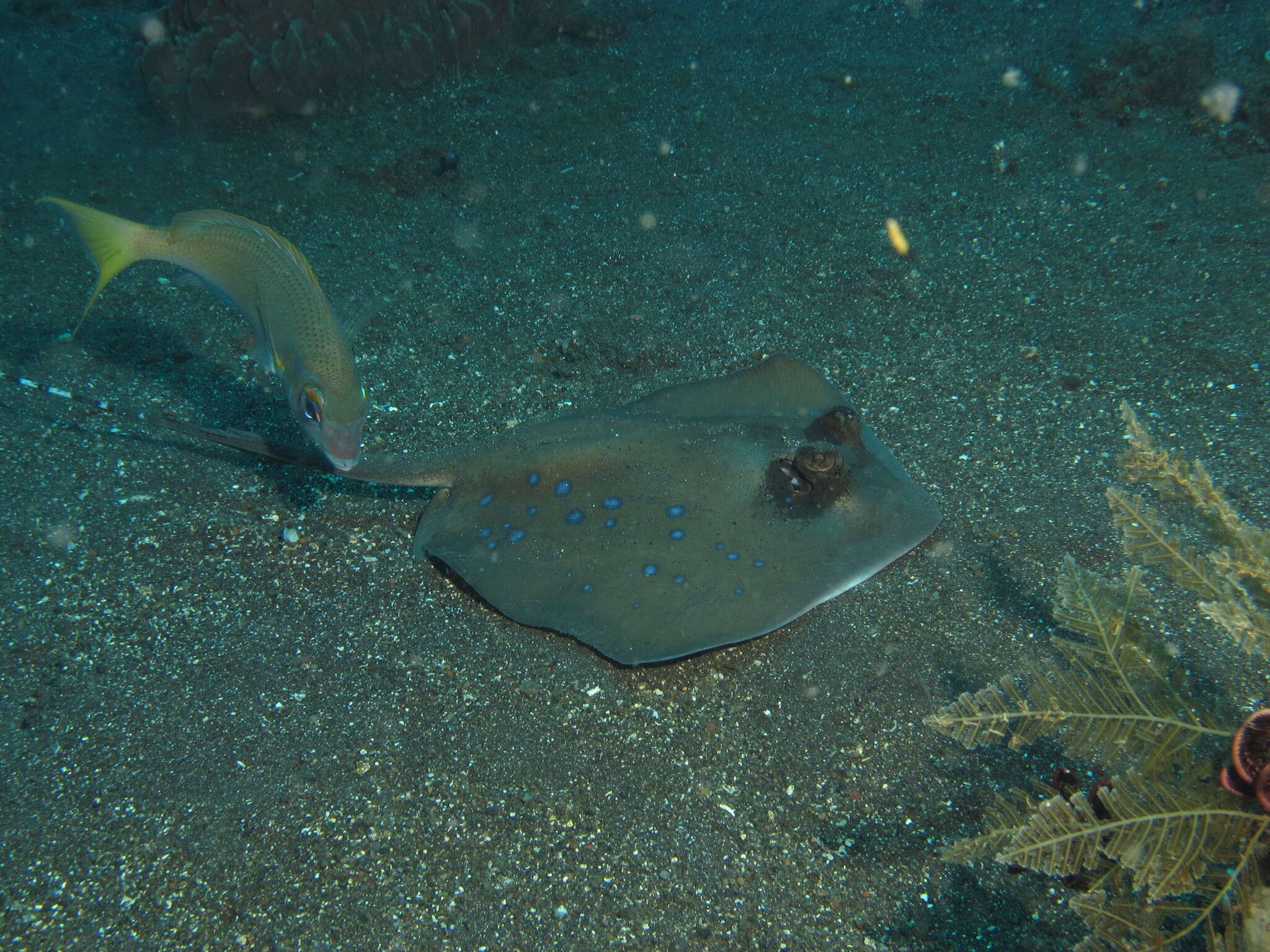 Слика од Neotrygon caeruleopunctata Last, White & Serét 2016