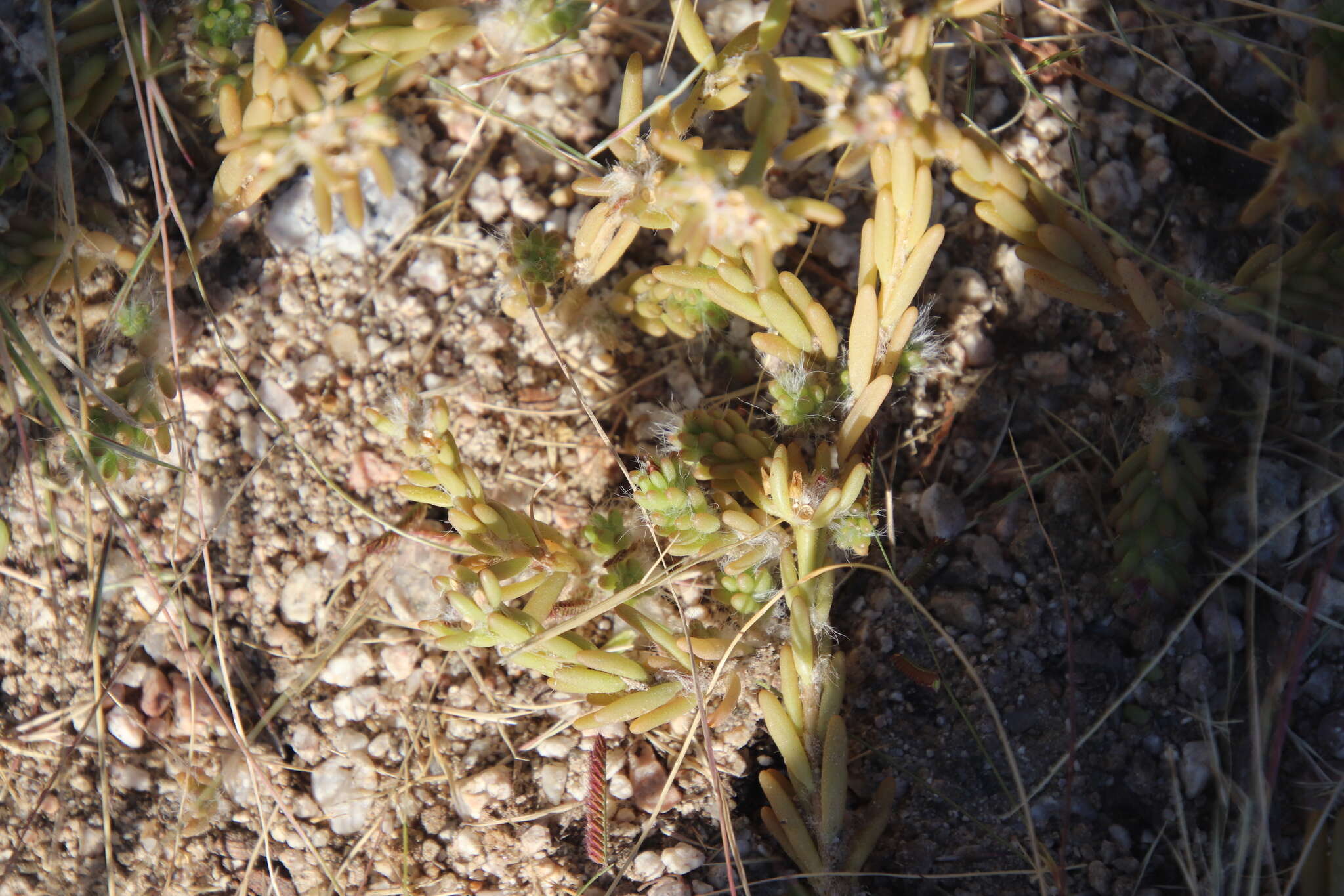 Portulaca californica D. Legrand resmi