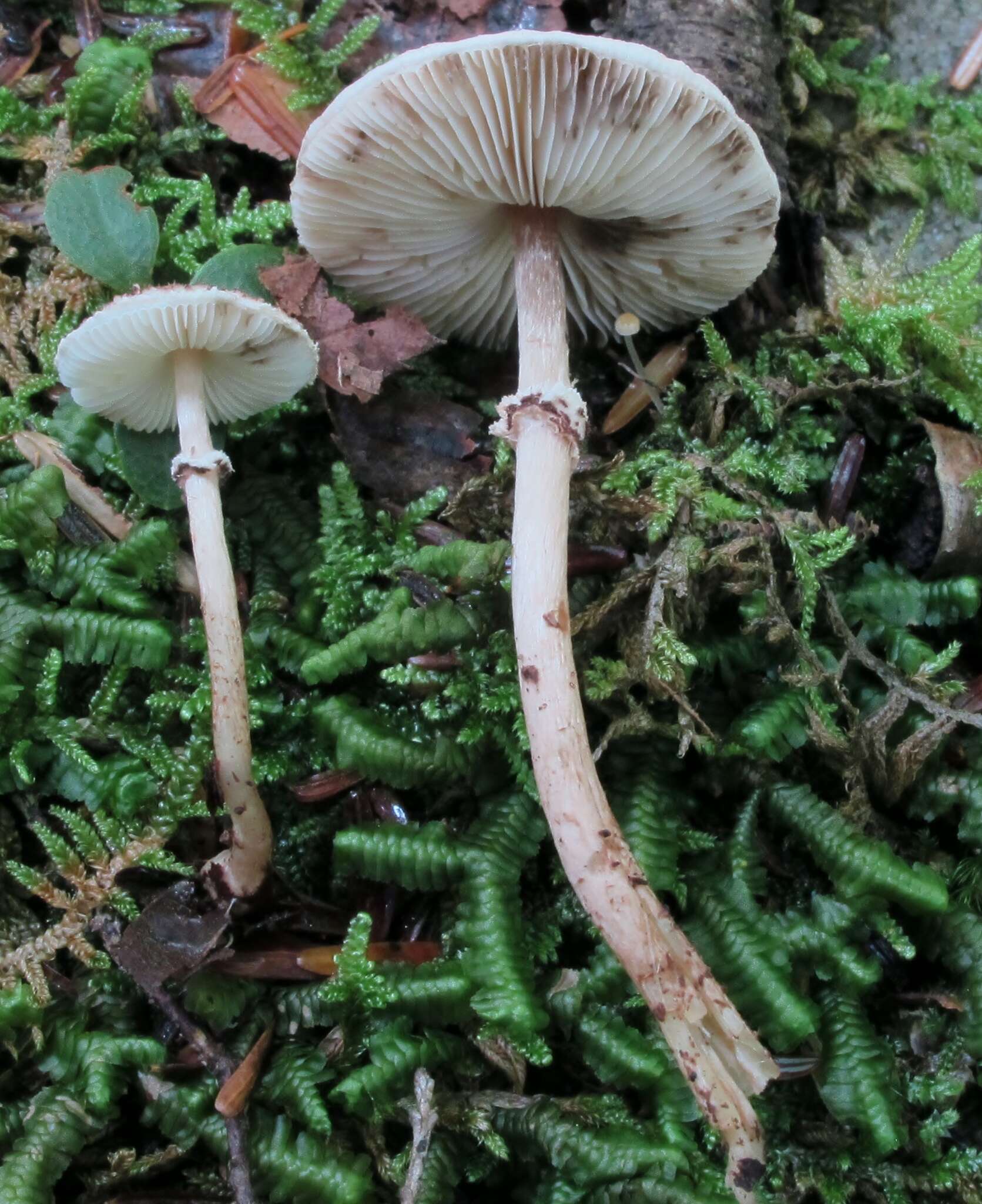 Слика од Lepiota felina (Pers.) P. Karst. 1879