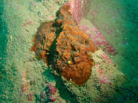 Image of Slender Lettuce Coral