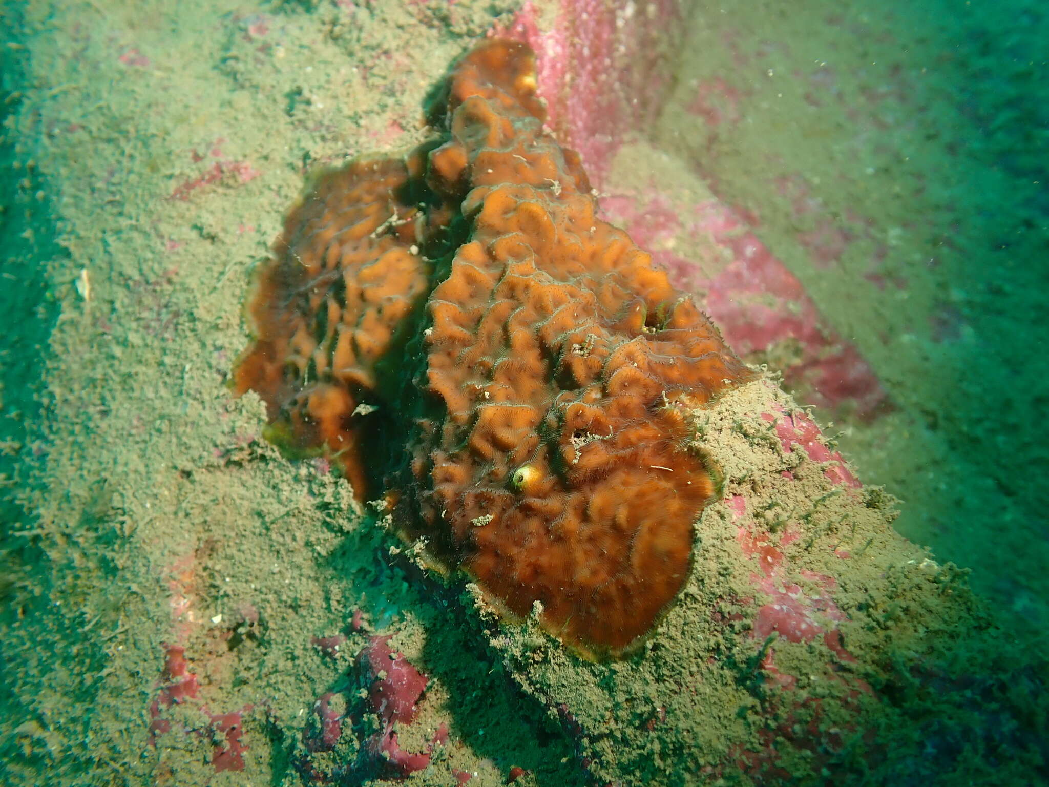 Image of Slender Lettuce Coral