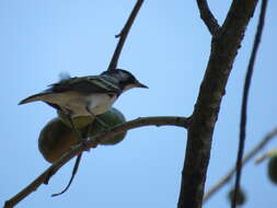 Image of Chestnut-sided Warbler