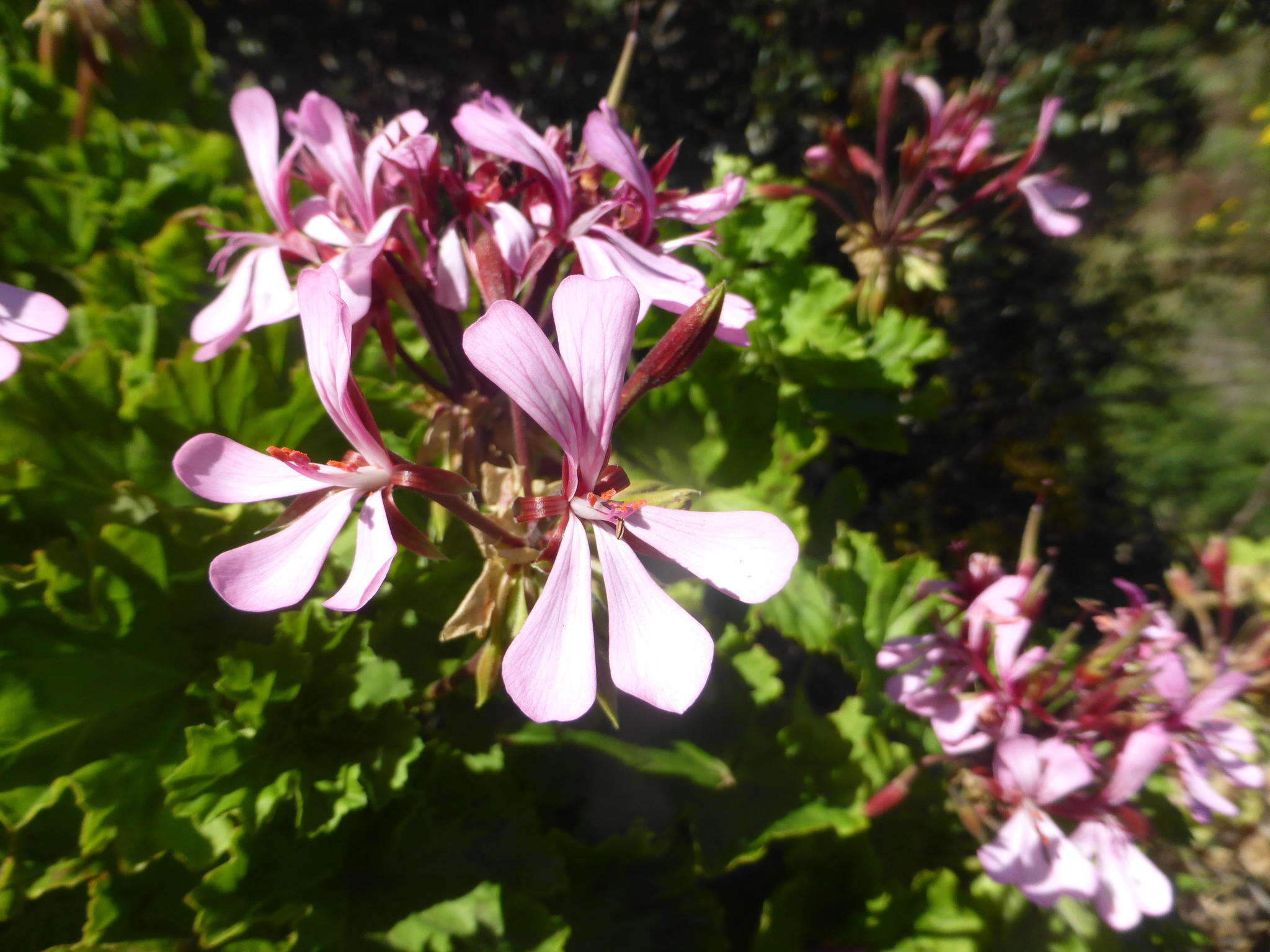 Image of horseshoe geranium