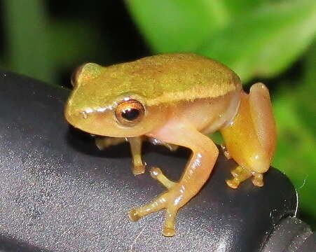 Image of Avoca Reed Frog