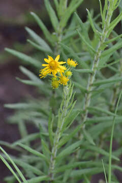 Image of Verbesina hypomalaca B. L. Rob. & Greenm.