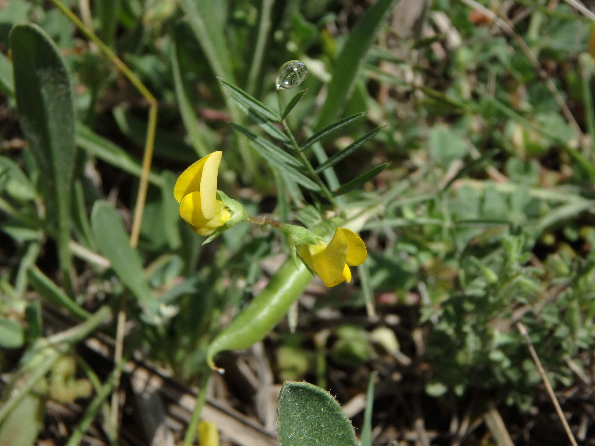 Plancia ëd Scorpiurus muricatus var. subvillosus (L.) Fiori