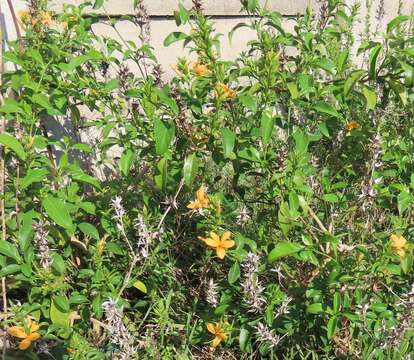 صورة Barleria prionitis subsp. delagoensis (Obermeyer) R. K. Brummitt & J. R. I. Wood