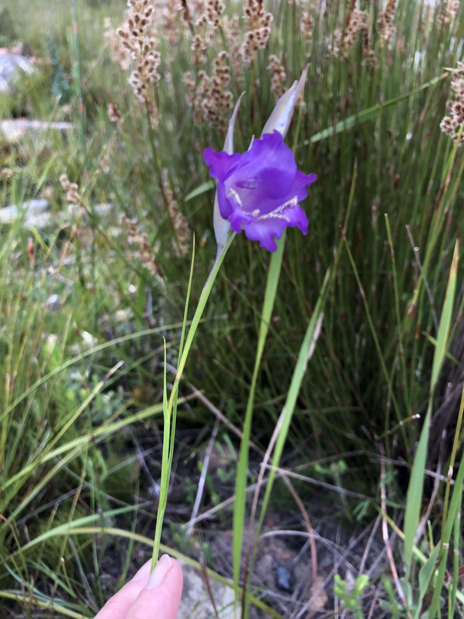 Image of Gladiolus bullatus Thunb. ex G. J. Lewis