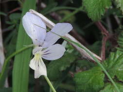 Image of Viola etrusca M. Erben