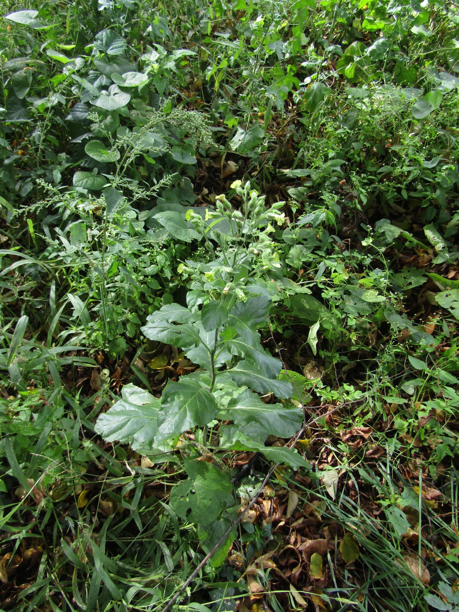 Image of Aztec tobacco