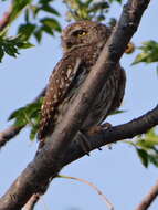 Image of Pearl-spotted Owlet