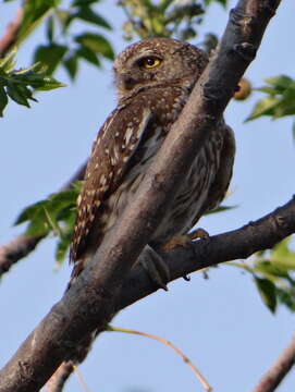 صورة Glaucidium perlatum (Vieillot 1817)