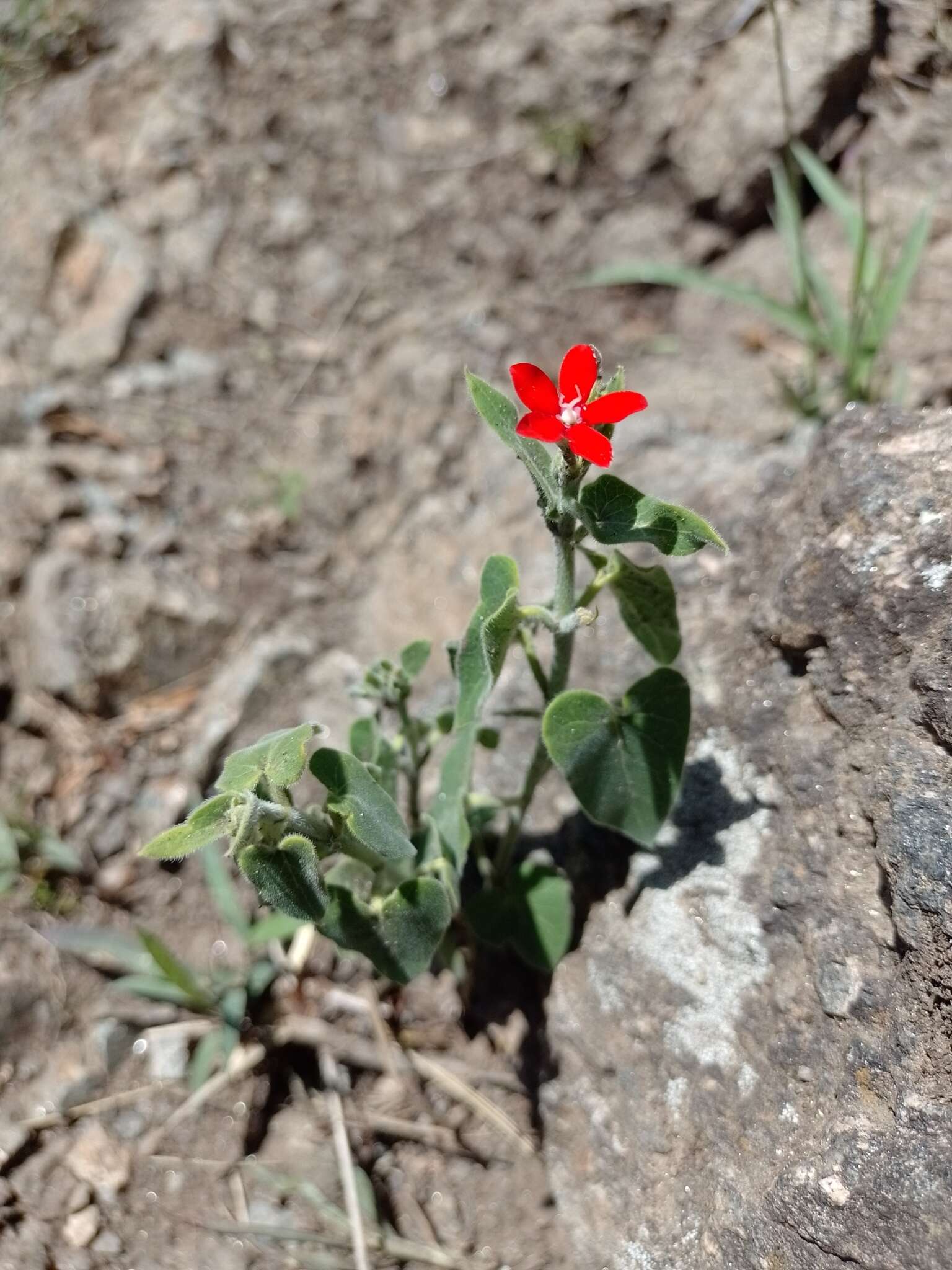 Image of Oxypetalum coccineum Griseb.