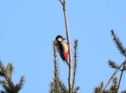 Image of Great Spotted Woodpecker