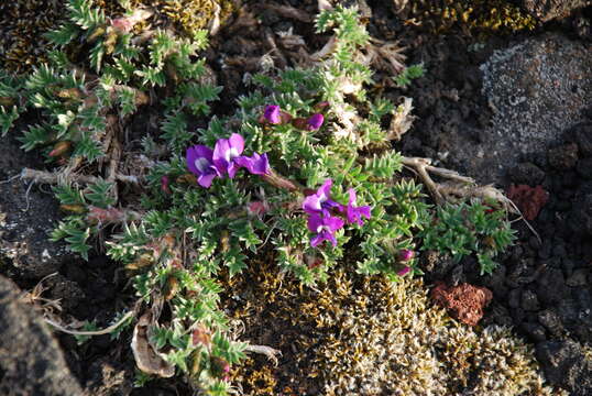 Image of Oxytropis pumilio (Pall.) Ledeb.