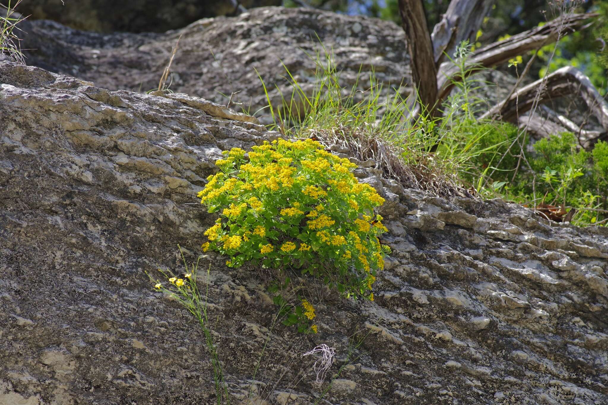 Image of Lindheimer's rockdaisy