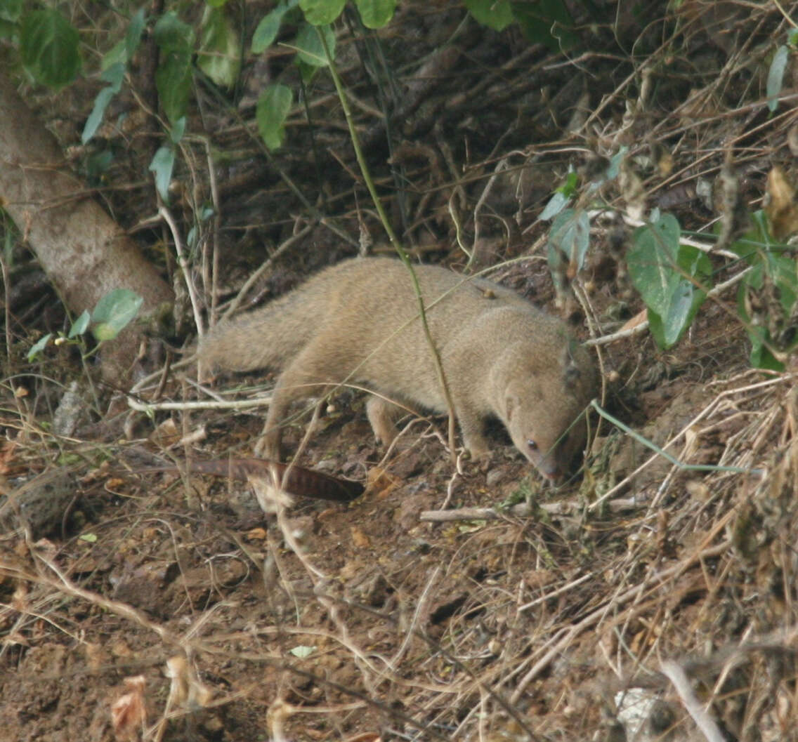 <i>Urva auropunctata</i> resmi