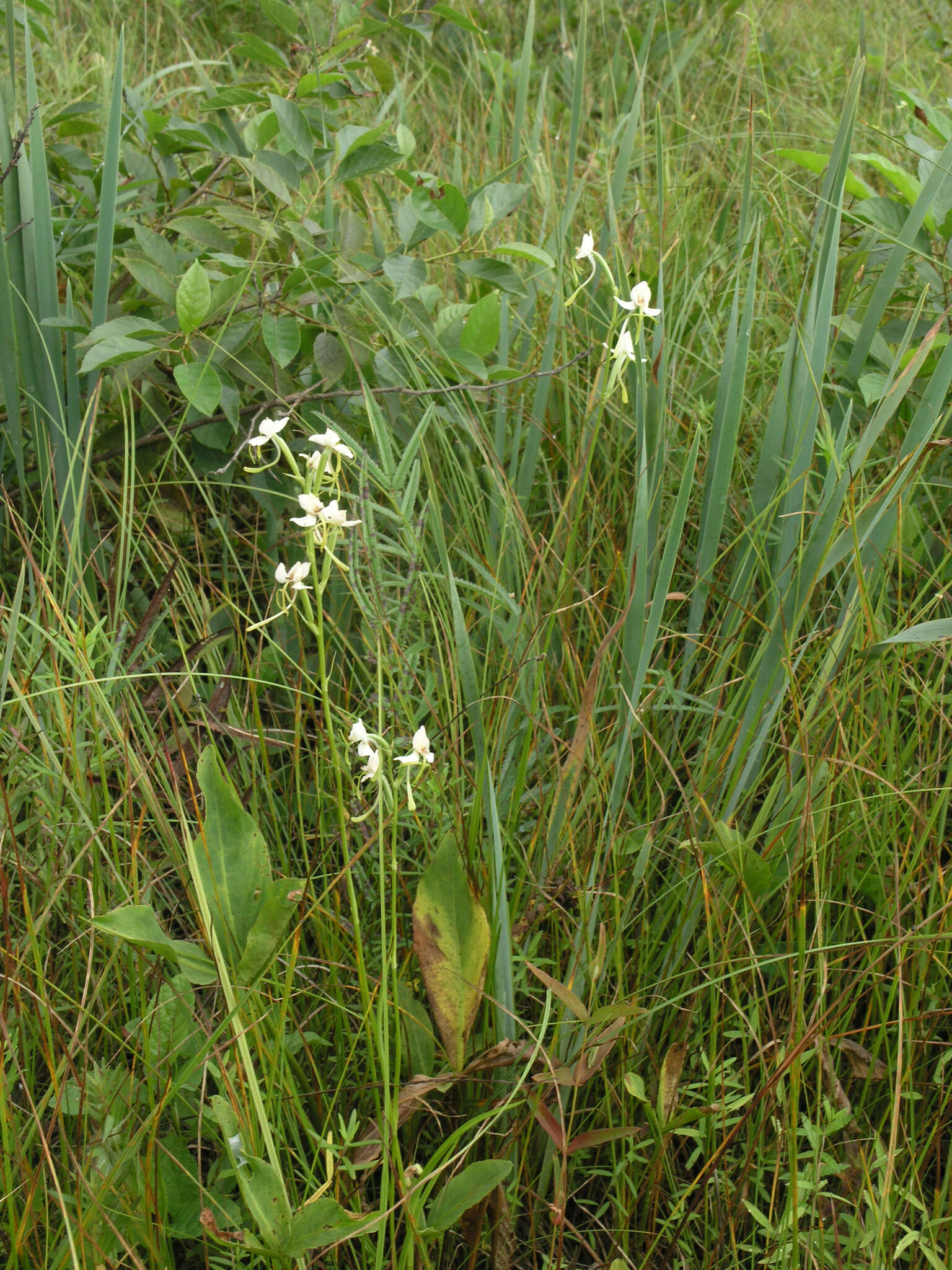 Habenaria linearifolia Maxim. resmi