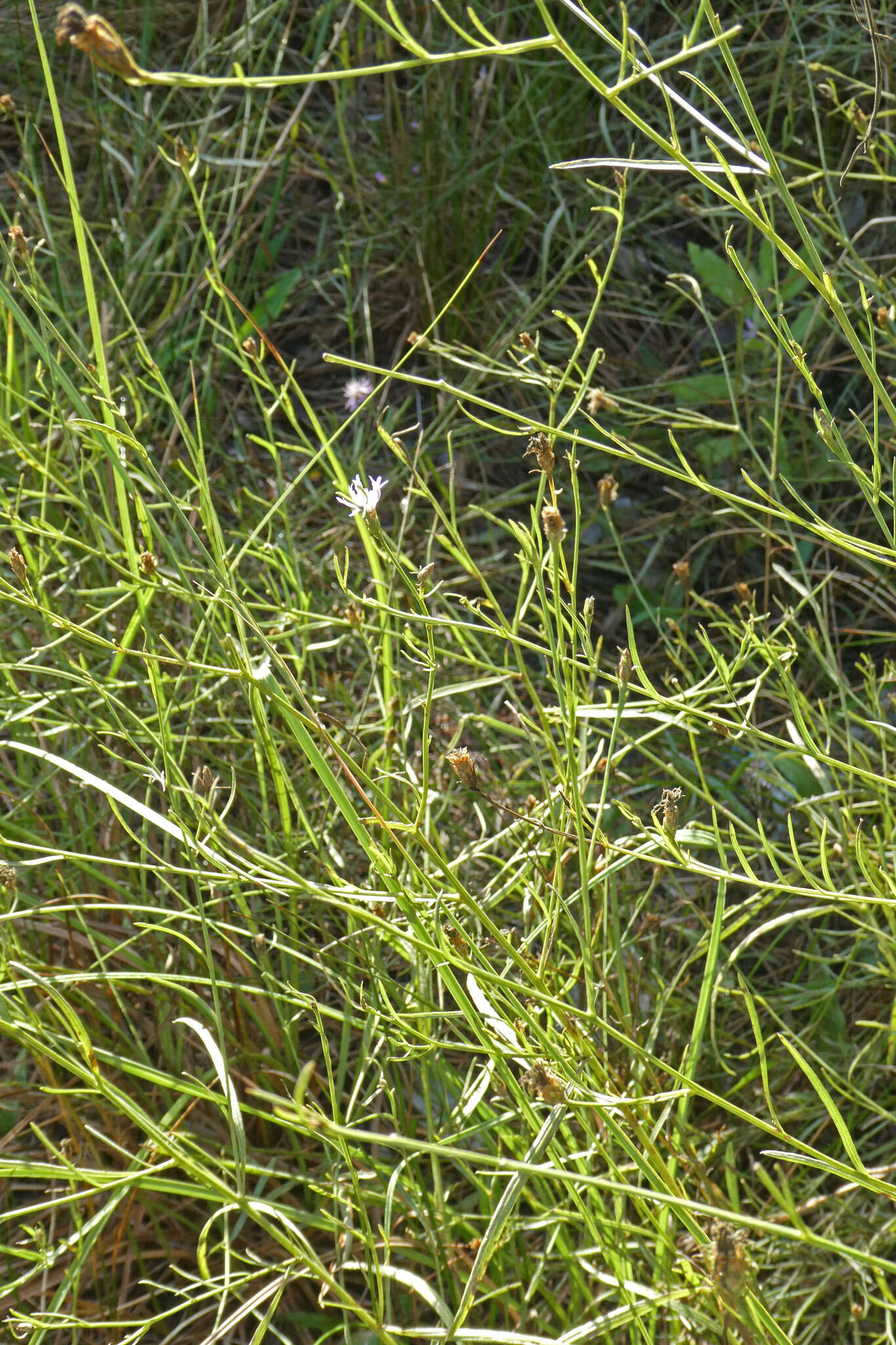 Image of Centaurea dracunculifolia Duf.