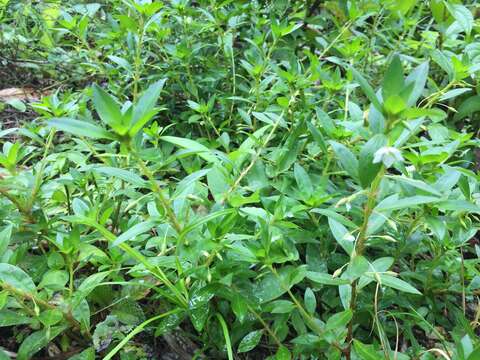 Image of Creole-Tea